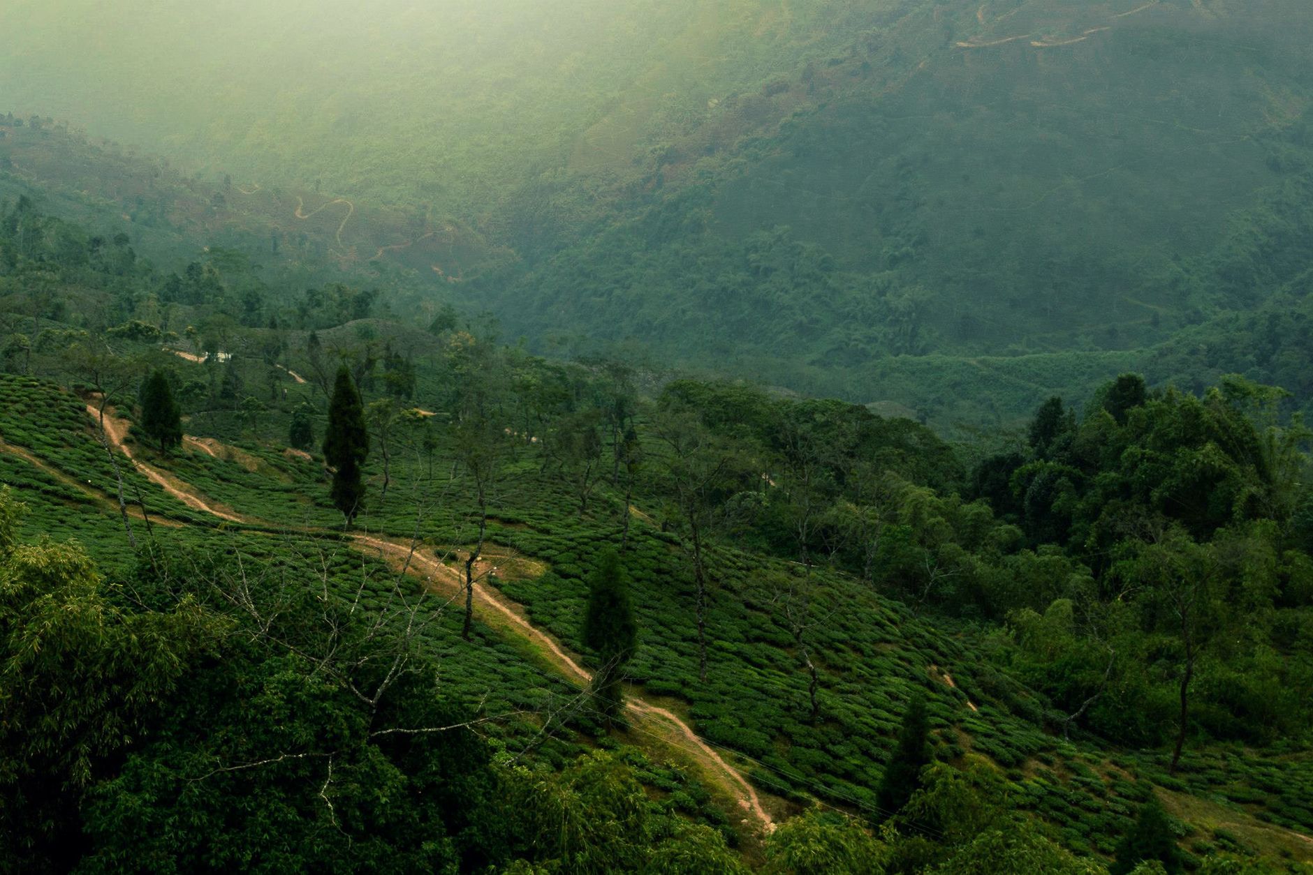 Scenic view of tea plantations and lush hills in Darjeeling, India.